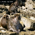 20090420 20090122 Phi Phi Don-Monkey Bay  14 of 34 